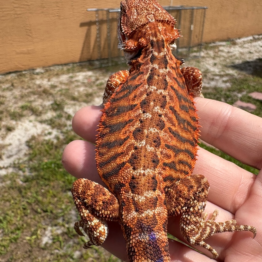 Red Monster Tiger Stripe Leatherback,het Hypo Het Tran