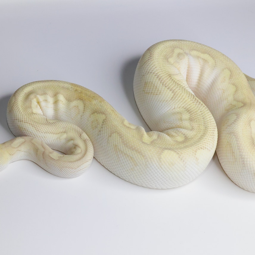 Cypress Pastel Lesser Clown (Fire) Female