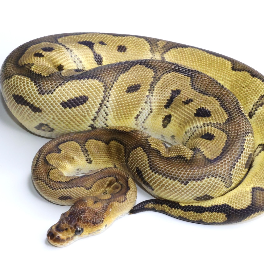 Redstripe Clown Female