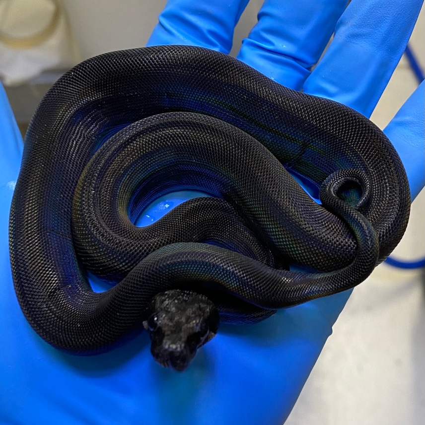 2024 Male Black Devil Motley (IMG RDR BEA CA MOTLEY)