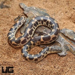 Baby Saharan Sand Boa