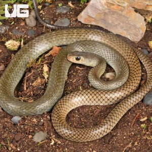 Indo-Chinese Rat Snake